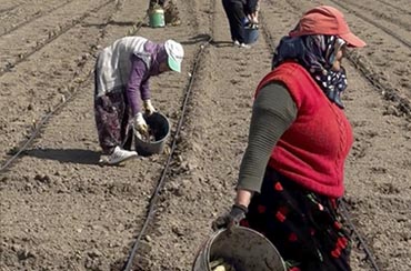 Best Way to Do Eco and Agriculture